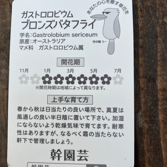 ガストロロビウム＊ブロンズバタフライ＊常緑＊黒蝶が舞うような葉＊ガーデニング アートフラワー bloom town 通販｜Creema