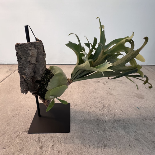 ビカクシダ コウモリラン 多肉植物 卓上スタンド ディスプレイ 送料