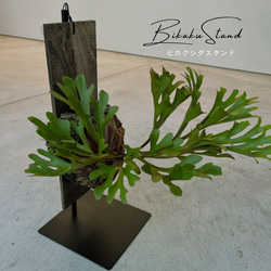 ビカクシダ スタンド のおすすめ人気通販 検索結果｜Creema(クリーマ