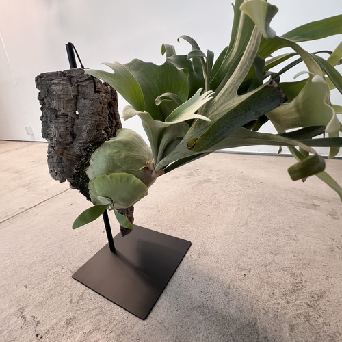 ビカクシダ コウモリラン 多肉植物 卓上スタンド ディスプレイ