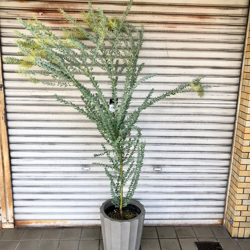 【摘心・花芽つき】アカシア 送料無料】【生花/鉢】三角葉アカシア 7寸鉢 ※北海道・九州