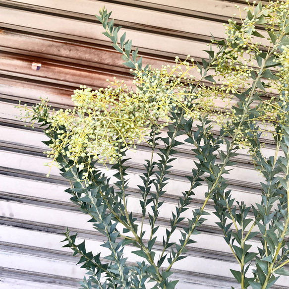 大量花芽  樹形良好  Acacia cultriformis  三角葉 アカシア 10枚目の画像