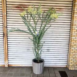 大量花芽  樹形良好  Acacia cultriformis  三角葉 アカシア 2枚目の画像