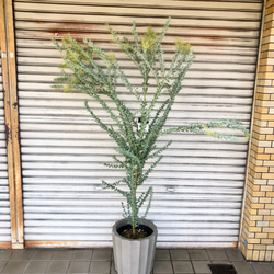 大量花芽  樹形良好  Acacia cultriformis  三角葉 アカシア 3枚目の画像