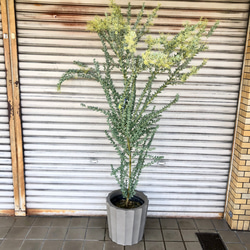大量花芽  樹形良好  Acacia cultriformis  三角葉 アカシア 1枚目の画像