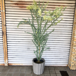 ACACIA-アカシア-('08「ACACIA」製作委員会) セル版 ACACIA-アカシア-('08「ACACIA」製作委員会) セル版