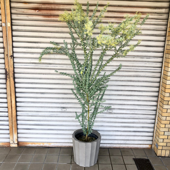 大量花芽  樹形良好  Acacia cultriformis  三角葉 アカシア 1枚目の画像