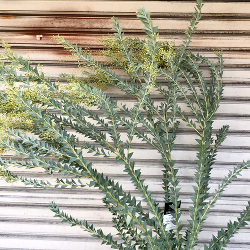 大量花芽 樹形良好 Acacia cultriformis 三角葉 アカシア その他