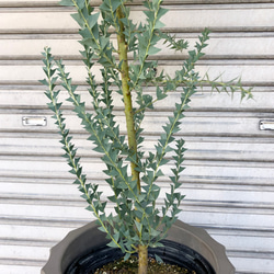 大量花芽  樹形良好  Acacia cultriformis  三角葉 アカシア 11枚目の画像