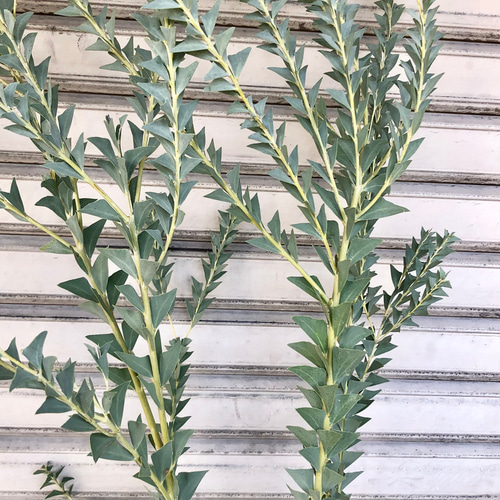 大量花芽 樹形良好 Acacia cultriformis 三角葉 アカシア その他