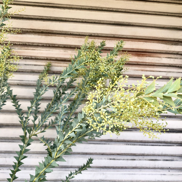 大量花芽  樹形良好  Acacia cultriformis  三角葉 アカシア 9枚目の画像