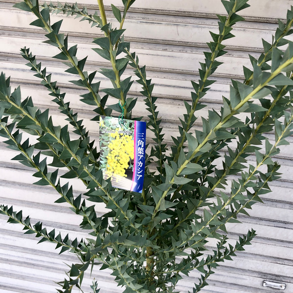 大量花芽  樹形良好  Acacia cultriformis  三角葉 アカシア 12枚目の画像