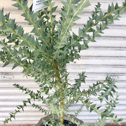 大量花芽  樹形良好  Acacia cultriformis  三角葉 アカシア 6枚目の画像