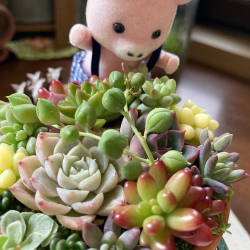 多肉植物リメイク鉢寄せ植え(*´꒳`*) 多肉植物寄せ植え 多肉 リメイク缶鉢 多肉植物 galleryk's GONZU
