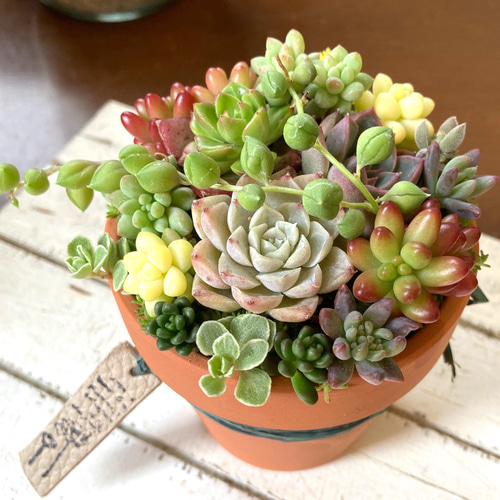 多肉植物 寄せ植え アレンジ 素焼き鉢 おうちプレゼント 多肉植物