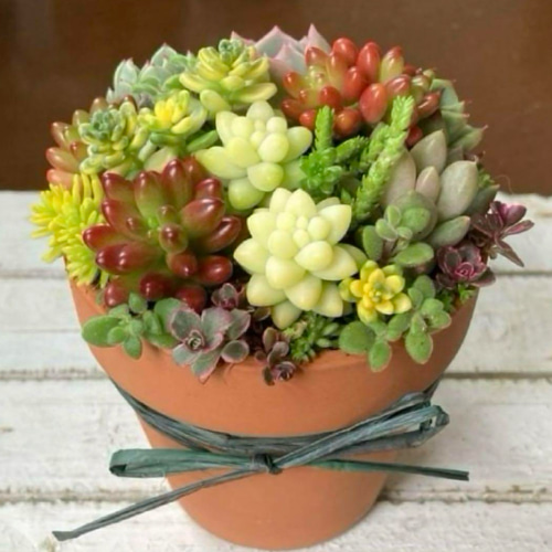 多肉植物 寄せ植え アレンジ 素焼き鉢 おうちプレゼント 多肉