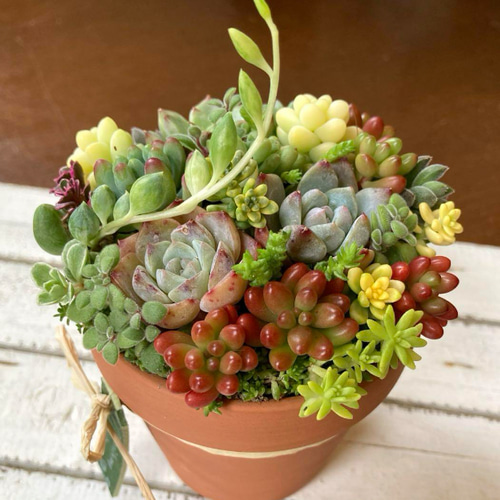 多肉植物リメイク鉢寄せ植え(*´꒳`*) リメイクして単品寄せ』丈夫に育てます 多肉植物 リメイク鉢