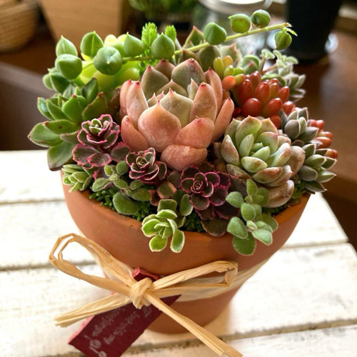 多肉植物 寄せ植え アレンジ 素焼き鉢 おうちプレゼント 多肉植物
