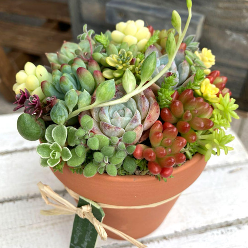 多肉植物リメイク鉢寄せ植え(*´꒳`*) 多肉植物 寄せ植え アレンジ 素焼き鉢 おうちプレゼント 多肉