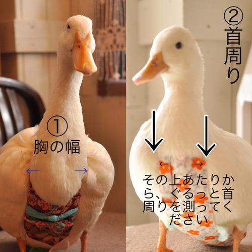 Our Pet Call Duck Wearing a Yellow Diaper!