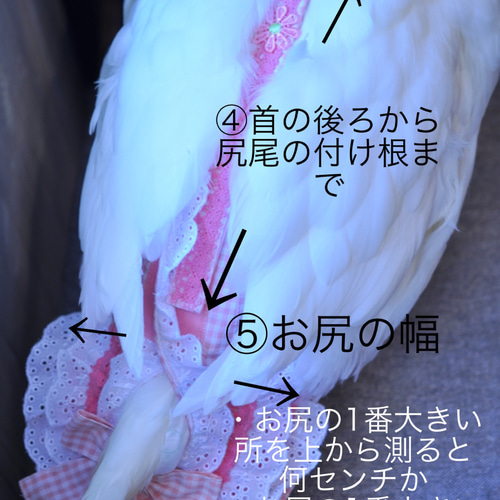 アヒルさんのオムツ＊オーダー専用ページ】 ペット服