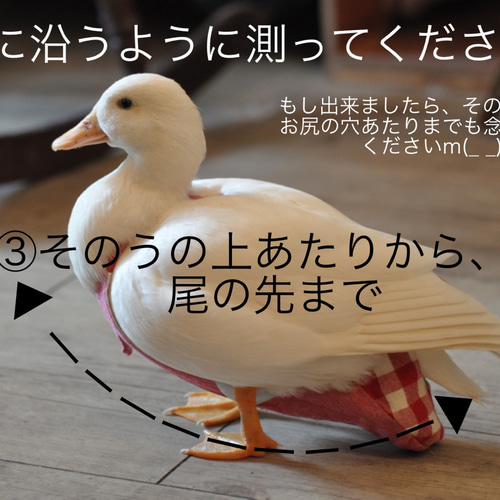 アヒルさんのオムツ＊オーダー専用ページ】 ペット服・アクセサリー 