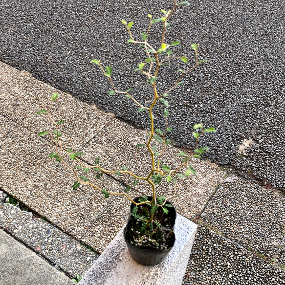 幹太め  ミクロフィラ  ソフォラ リトルベイビー 3枚目の画像