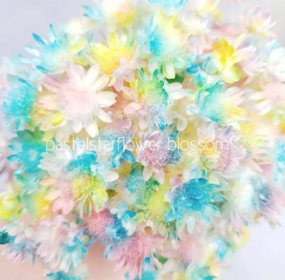 パステル スターフラワーブロッサム *.❁ 30本 　　花材　　プリザーブドフラワー　加工花材　資材　 花材 人気・おすすめ｜売れ筋商品・話題商品におすすめ コスパ重視 安心配送 国内発送・正規流通商品
