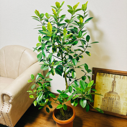 フィカス　8種類 ゴムの木　希少レア 2 フィカス 8種類 ゴムの木 希少レア 2 - メルカリ