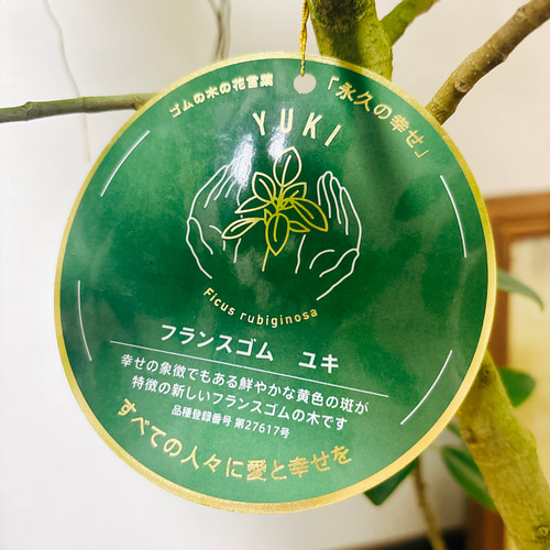 現品］【希少】フランスゴムノキ ユキ 8号 観葉植物 室内 大型 レア