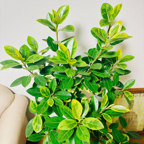 現品］【希少】フランスゴムノキ ユキ 8号 観葉植物 室内 大型 レア