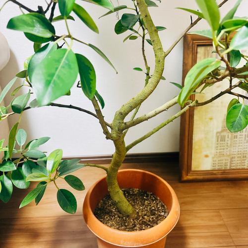 現品］【希少】フランスゴムノキ ユキ 8号 観葉植物 室内 大型