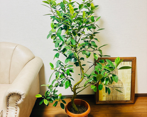 ゴムの木 8号　観葉植物　室内　大型　レア　フィカス 現品］【希少】フランスゴムノキ ユキ 8号 観葉植物 室内 大型 レア