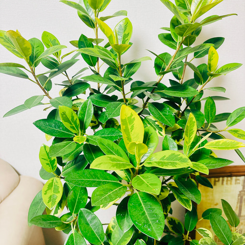 現品］【希少】フランスゴムノキ ユキ 8号 観葉植物 室内 大型
