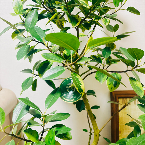 現品］【希少】フランスゴムノキ ユキ 8号 観葉植物 室内 大型 レア