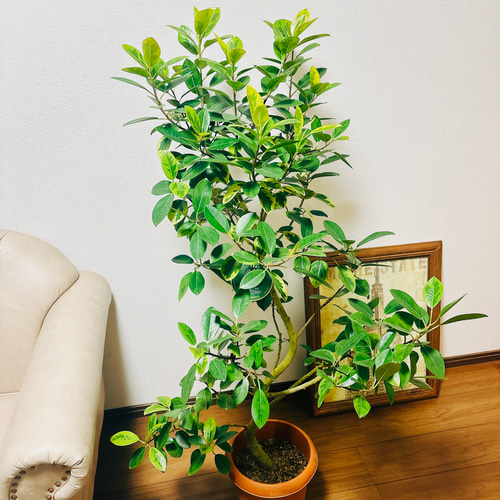 フランスゴムノキ　斑入り　約100cm 苗のみ フランスゴムノキ 斑入り 約100cm 苗のみ