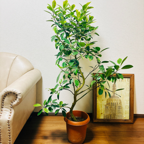 現品］【希少】フランスゴムノキ ユキ 8号 観葉植物 室内 大型 レア