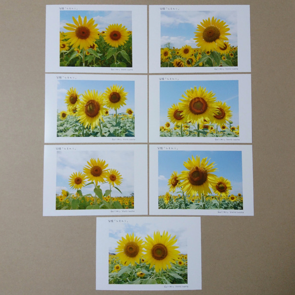ポストカード７枚セット 笑顔「ひまわり」  向日葵 風景写真 花写真 送料無料 1枚目の画像