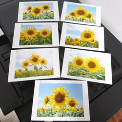 ポストカード７枚セット 笑顔「ひまわり」  向日葵 風景写真 花写真 送料無料 3枚目の画像