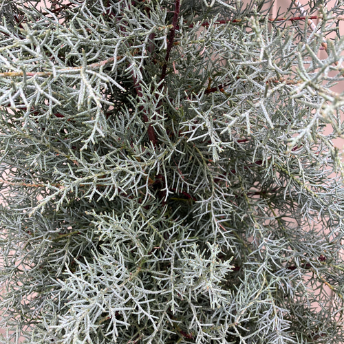 ブルーアイス＊コニファー＊針葉樹＊常緑樹＊シンボルツリー アート