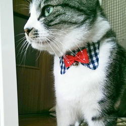 ネコ(＆小型犬)の首輪 ヒッコリーストライプのシャツ襟に蝶ネクタイ 6枚目の画像