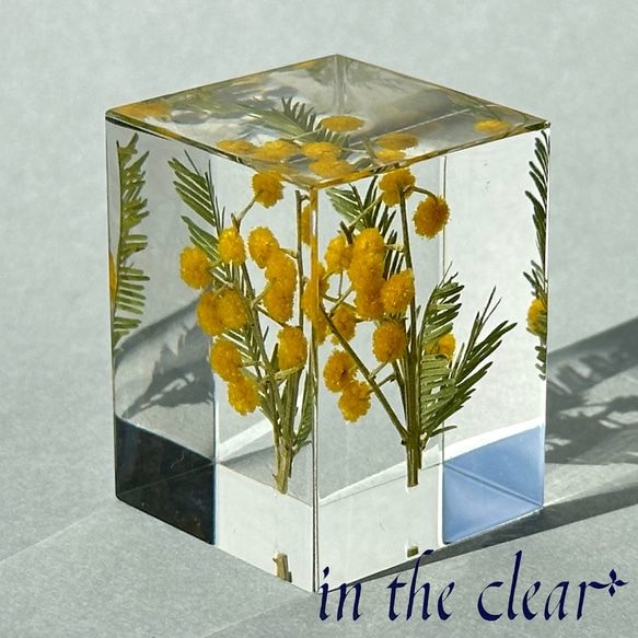植物標本　ミモザ　黄色　レジン　3センチ角柱 2枚目の画像
