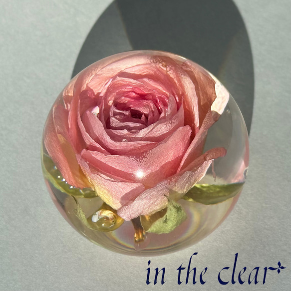 植物標本　薔薇　くすみ系ピンク　５センチ球体 5枚目の画像