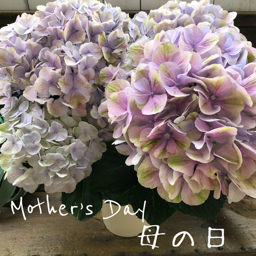 母の日予約♡産地直送♡夕霧♡珍品種♡美しいグラデーション♡アジサイ