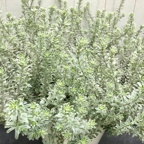 大株 ウエストリンギア スモーキー ホワイト / ホワイト陶器鉢