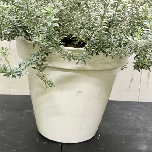 ヒロポン様　ウエストリンギア　スモーキーホワイト　大株 ウエストリンギア スモーキーホワイト8号 大株オーストラリアン