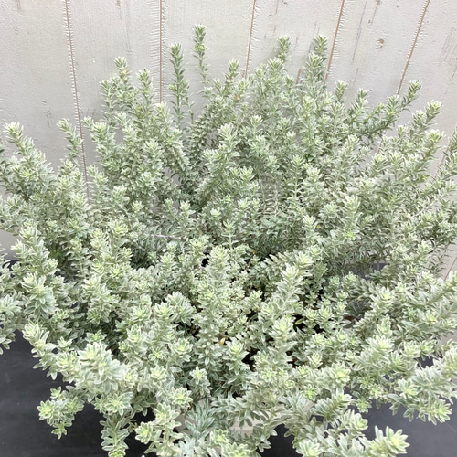 ヒロポン様　ウエストリンギア　スモーキーホワイト　大株 爽やかなシルバーグリーン♪ 大株ウエストリンギア〈スモーキー