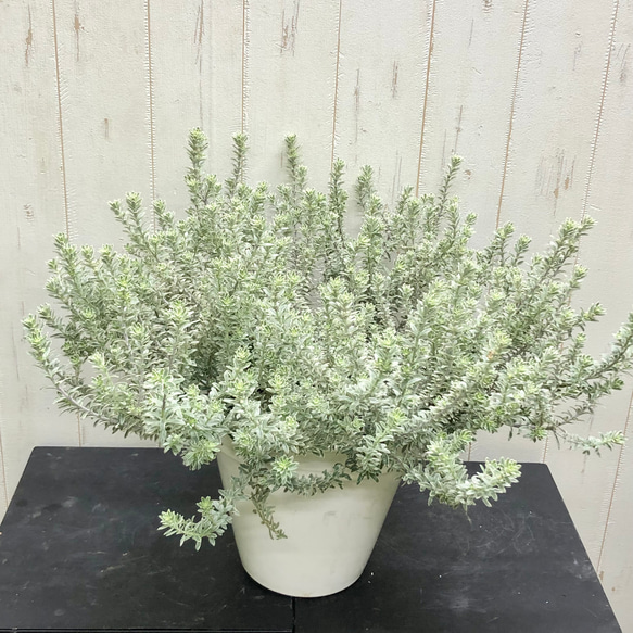 ヒロポン様　ウエストリンギア　スモーキーホワイト　大株 大株 ウエストリンギア スモーキー ホワイト / ホワイト陶器鉢