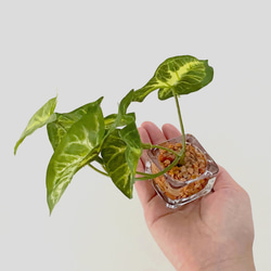■本物そっくり枯れない観葉植物■ミニ　フェイクグリーン　葉　ガラス瓶　インテリア　ディスプレイ　グリーン　造花　ギフト 3枚目の画像
