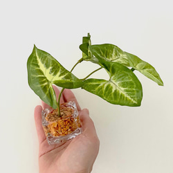 ■本物そっくり枯れない観葉植物■ミニ　フェイクグリーン　葉　ガラス瓶　インテリア　ディスプレイ　グリーン　造花　ギフト 4枚目の画像